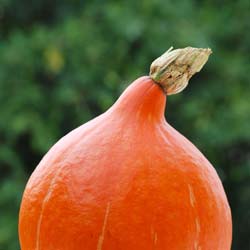 'Potimarron' Pumpkin